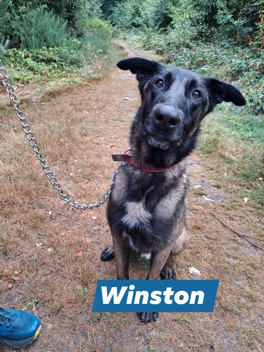 gsrescueelite's tweet photo. Winston is coming up to 3yrs old and he was just 8mths old when he came to us. Winston is a lovable goofball who loves people, he can live with older kids and is making friends with other #dogs 
#germanshepherd #Cornwall 
https://t.co/2e2DHHwtH8 https://t.co/inw2DUmPd0
