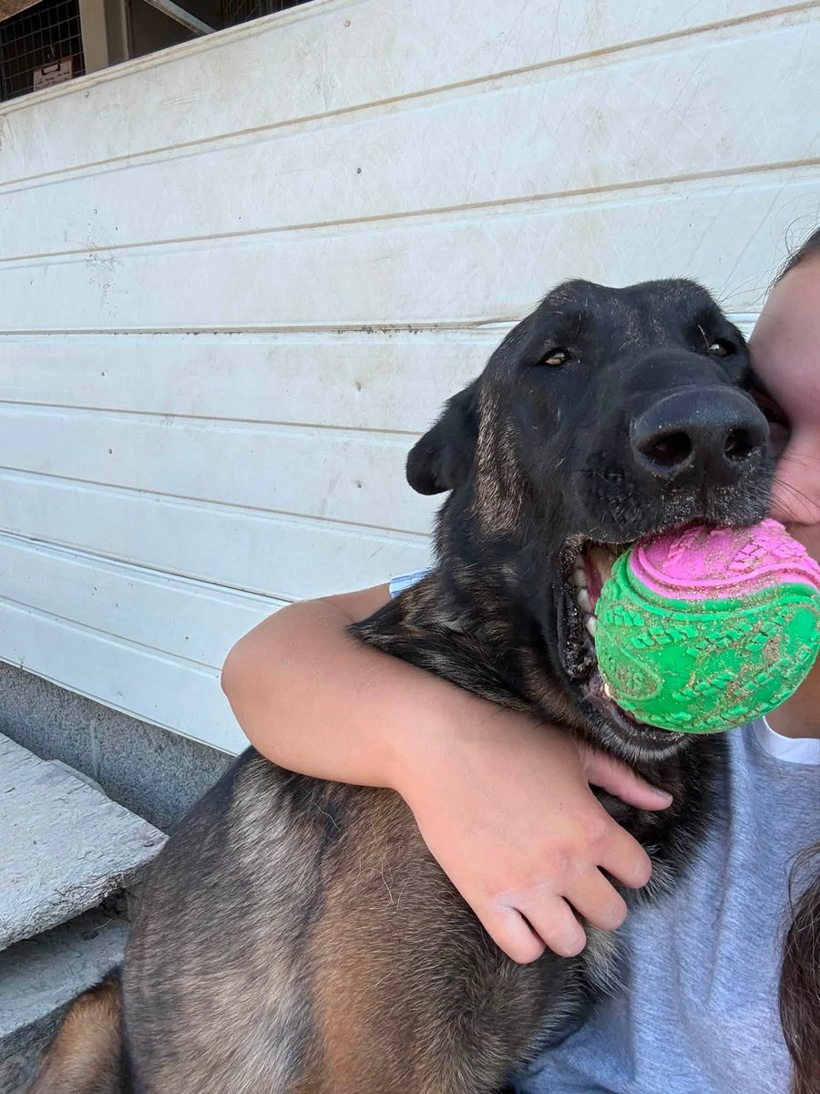 gsrescueelite's tweet photo. Winston is coming up to 3yrs old and he was just 8mths old when he came to us. Winston is a lovable goofball who loves people, he can live with older kids and is making friends with other #dogs 
#germanshepherd #Cornwall 
https://t.co/2e2DHHwtH8 https://t.co/inw2DUmPd0