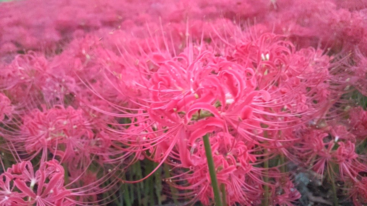 brainclass's tweet photo. ほえ〜ここがあの世か〜… https://t.co/ovD1aTE8N9