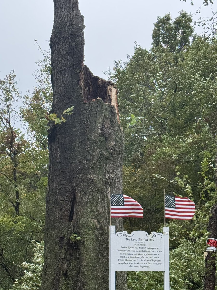 JustinNarvik11's tweet photo. @ryanhanrahan Wolcott’s most famous tree the constitution oak is gone!!!  Very sad https://t.co/4ifBgfRE6F