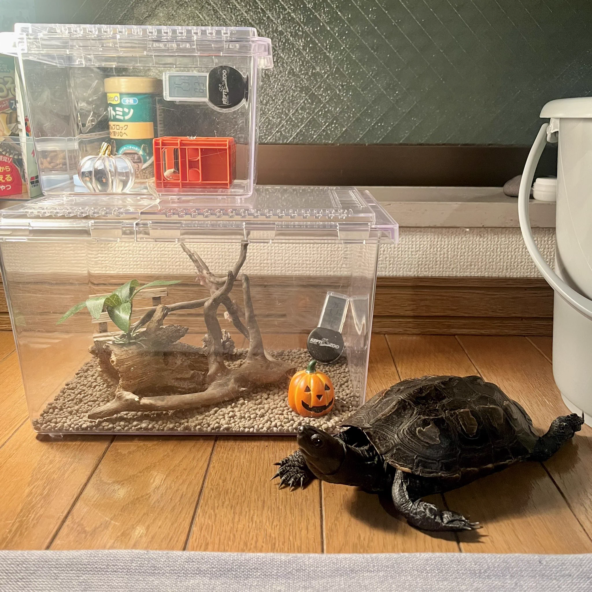 よーこちん🦎🐢🐢🦎 on X: 