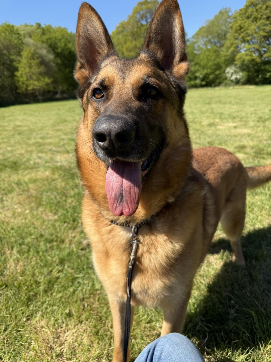gsrescueelite's tweet photo. Hudson is 4yrs old and he has been with us since Feb 24. Hudson can live with older kids but he can be quite a shy boy so may benefit from living with a large breed female dog to give him guidance 
#dogs #germanshepherd #Essex 
https://t.co/yD1jjJbKVq https://t.co/Dwvw0mskia
