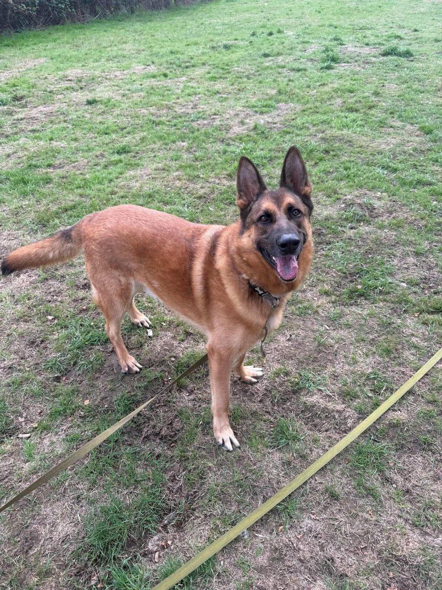 gsrescueelite's tweet photo. Hudson is 4yrs old and he has been with us since Feb 24. Hudson can live with older kids but he can be quite a shy boy so may benefit from living with a large breed female dog to give him guidance 
#dogs #germanshepherd #Essex 
https://t.co/yD1jjJbKVq https://t.co/Dwvw0mskia