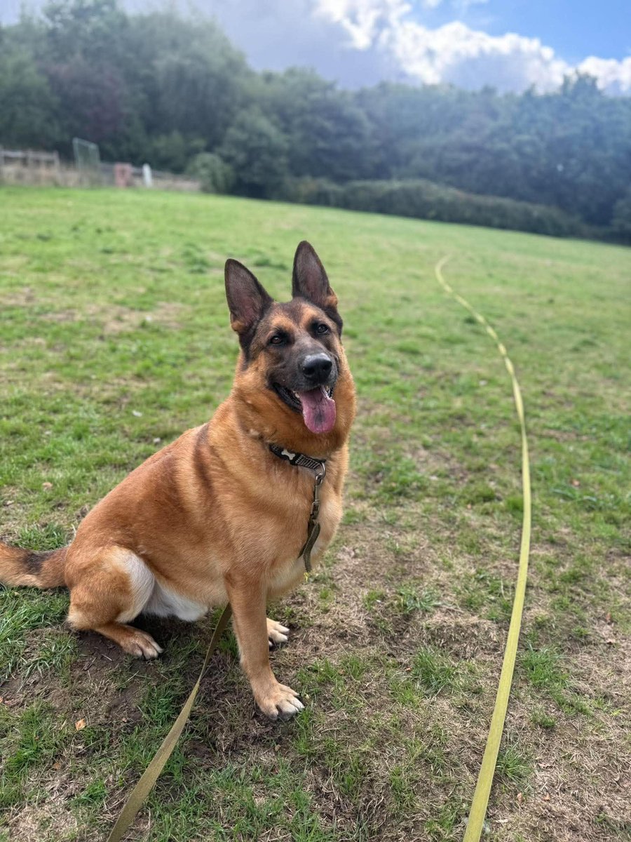 gsrescueelite's tweet photo. Hudson is 4yrs old and he has been with us since Feb 24. Hudson can live with older kids but he can be quite a shy boy so may benefit from living with a large breed female dog to give him guidance 
#dogs #germanshepherd #Essex 
https://t.co/yD1jjJbKVq https://t.co/Dwvw0mskia