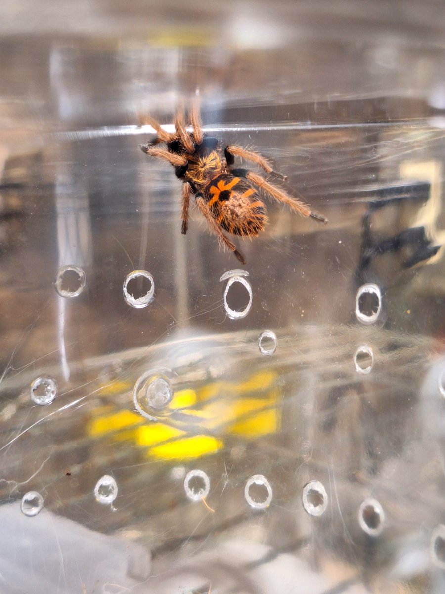 ih_877's tweet photo. 🕷️注意
ボンベイ成長録
小指の爪サイズだったのが間も無く手のひらサイズに…子供の頃から美しいね https://t.co/1lWKDz0Lix