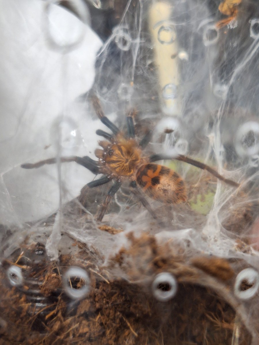 ih_877's tweet photo. 🕷️注意
ボンベイ成長録
小指の爪サイズだったのが間も無く手のひらサイズに…子供の頃から美しいね https://t.co/1lWKDz0Lix