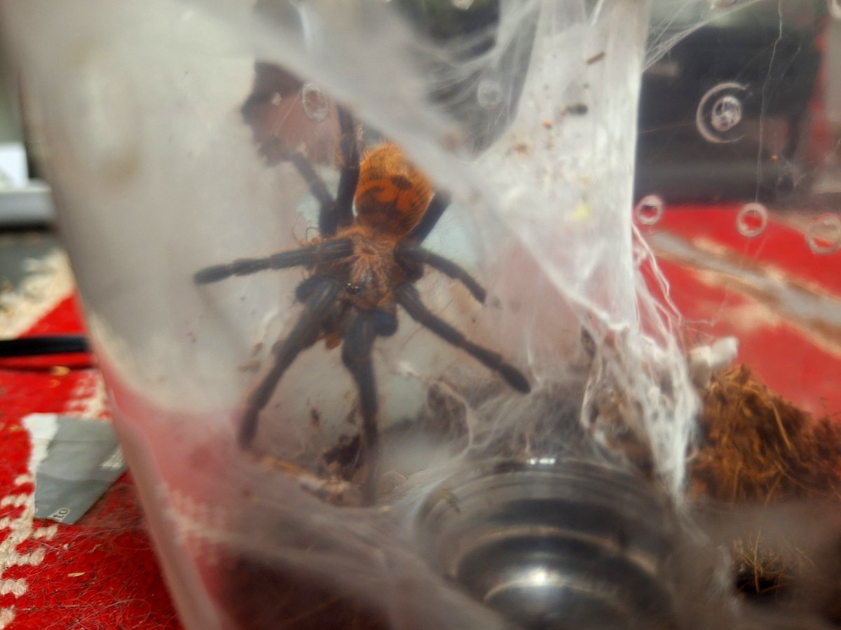 ih_877's tweet photo. 🕷️注意
ボンベイ成長録
小指の爪サイズだったのが間も無く手のひらサイズに…子供の頃から美しいね https://t.co/1lWKDz0Lix