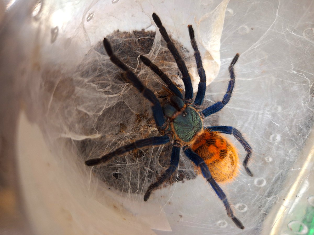 ih_877's tweet photo. 🕷️注意
ボンベイ成長録
小指の爪サイズだったのが間も無く手のひらサイズに…子供の頃から美しいね https://t.co/1lWKDz0Lix