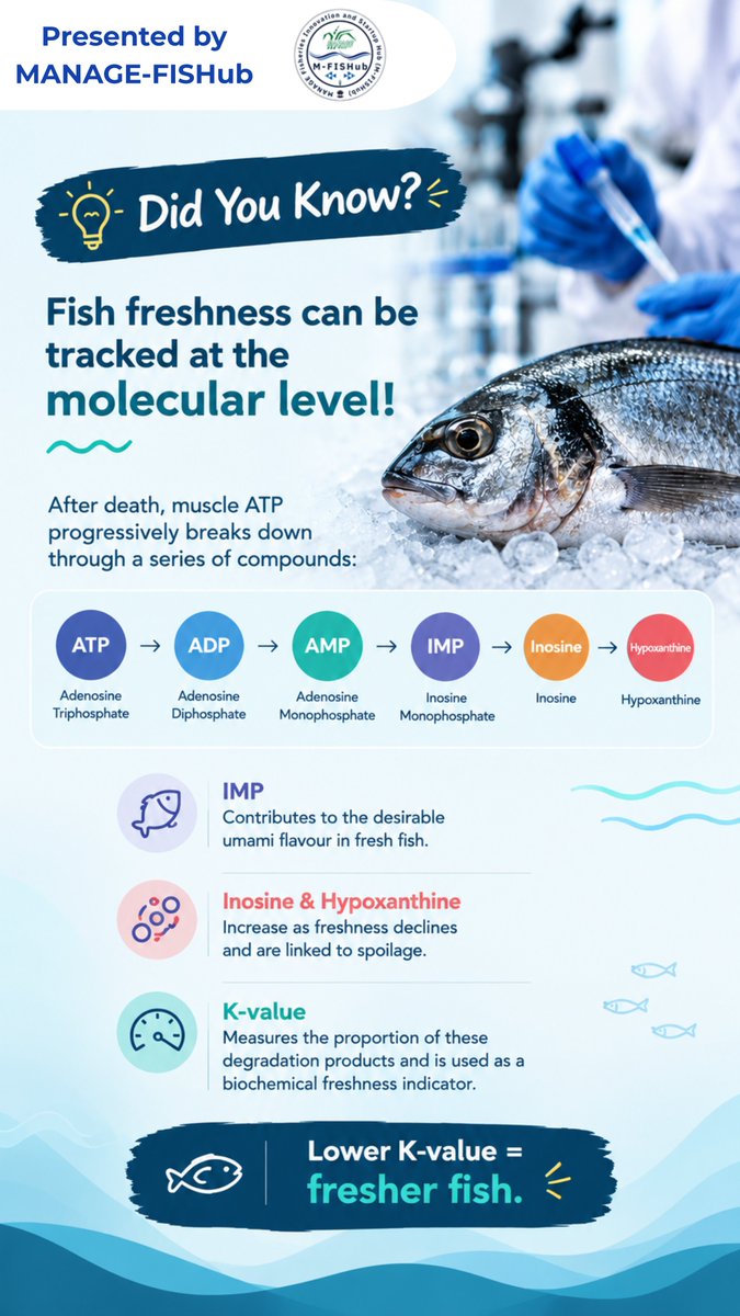 MANAGEFISHub's tweet photo. 🧪 𝐃𝐢𝐝 𝐘𝐨𝐮 𝐊𝐧𝐨𝐰? 𝐅𝐢𝐬𝐡 𝐅𝐫𝐞𝐬𝐡𝐧𝐞𝐬𝐬 𝐇𝐚𝐬 𝐚 𝐌𝐨𝐥𝐞𝐜𝐮𝐥𝐚𝐫 𝐒𝐢𝐠𝐧𝐚𝐭𝐮𝐫𝐞
The K-value measures the proportion of degradation products and is used as a biochemical indicator of freshnes
#DidYouKnow #FishFacts #Fisheries #FisheriesScience #FishScience https://t.co/jp3rsnrRrk
