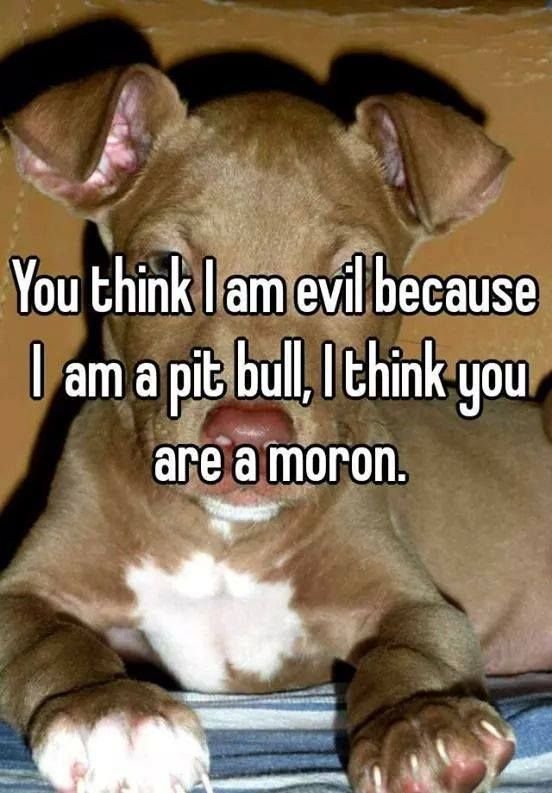 pitbullsad's tweet photo. https://t.co/XyP7jkikdV