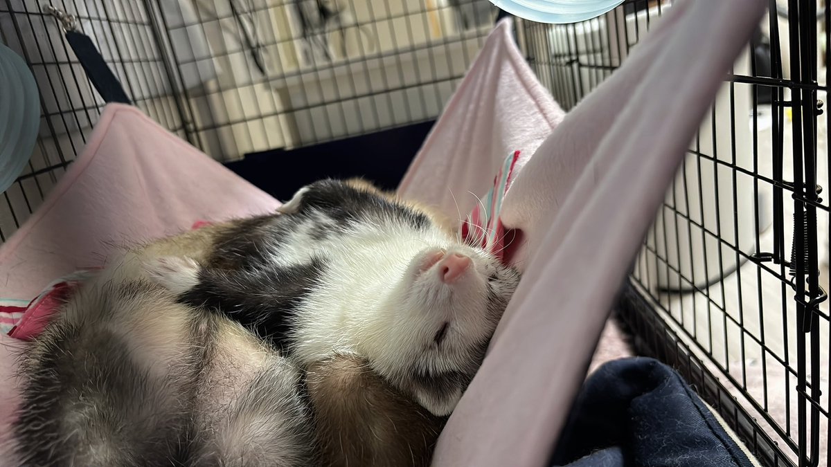 toromune_'s tweet photo. 疲れたサラリーマンのような寝顔

 #フェレット
 #ferret https://t.co/nRdUAO7lrj