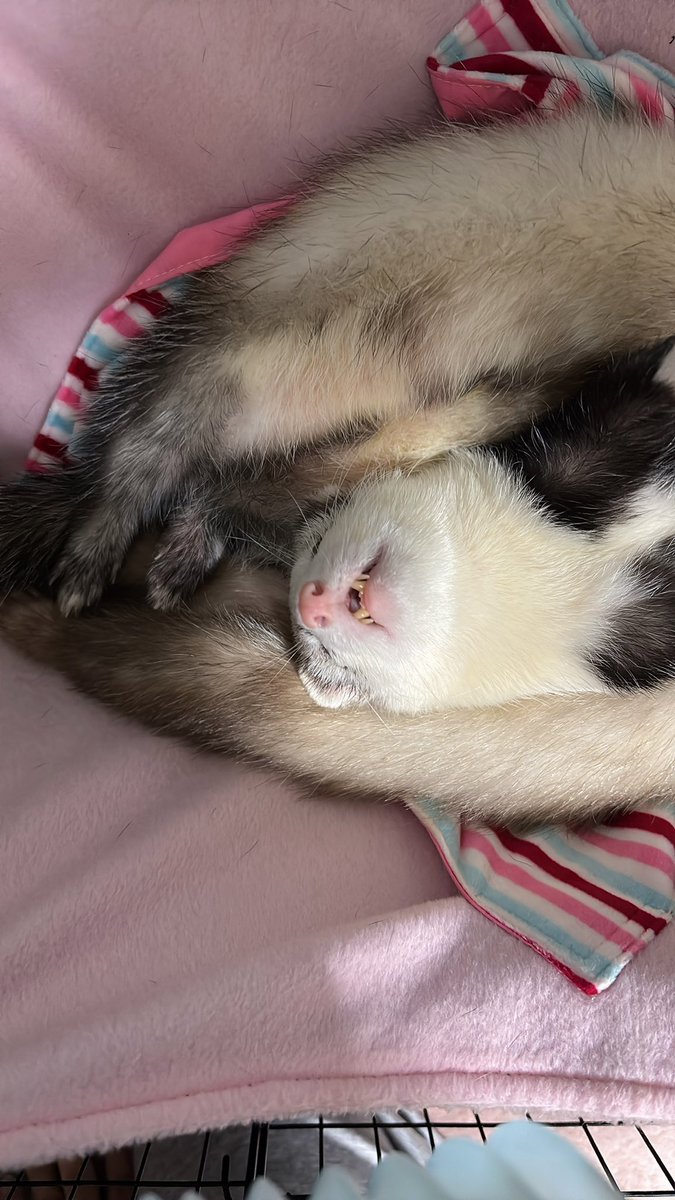 toromune_'s tweet photo. 疲れたサラリーマンのような寝顔

 #フェレット
 #ferret https://t.co/nRdUAO7lrj