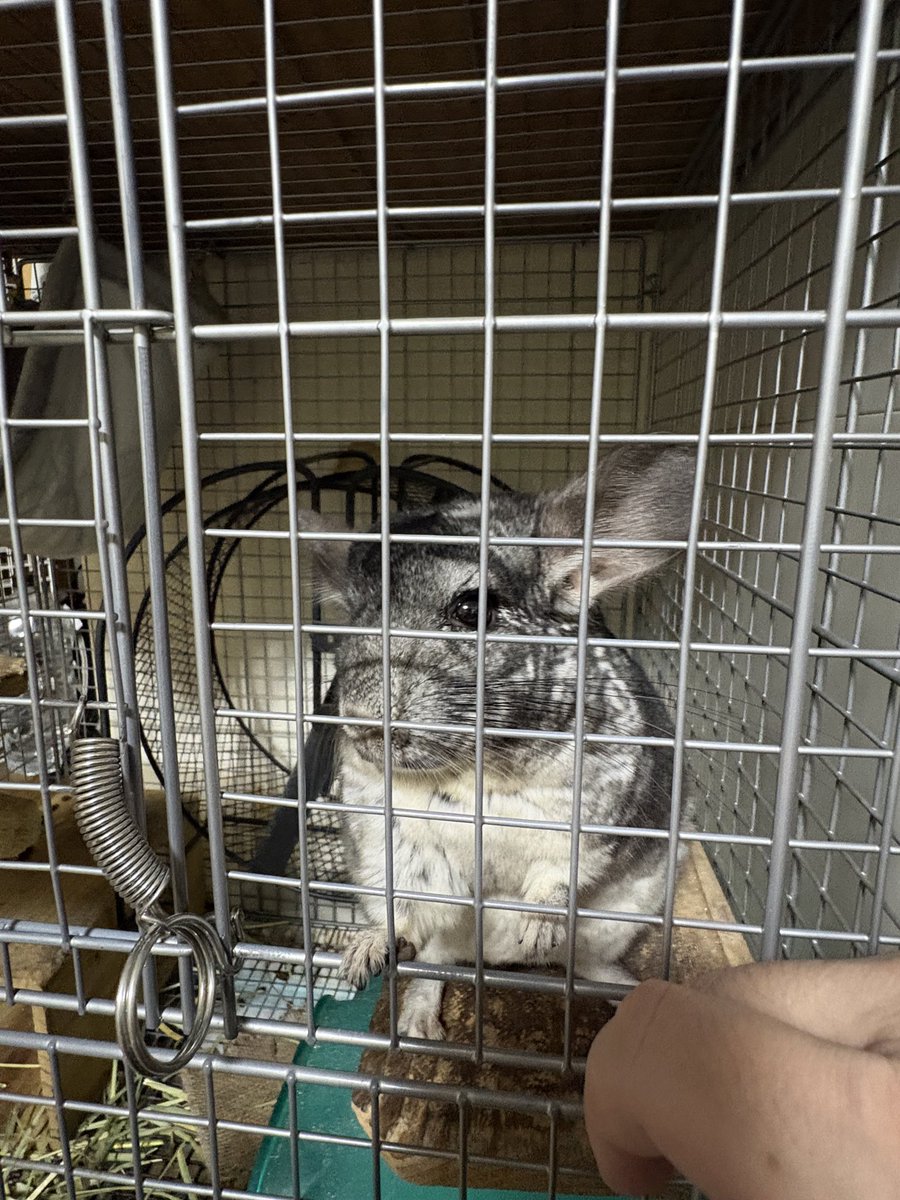 two_too's tweet photo. うちのマイスもよく動く　晩は出してもらえないので、おやつとなでなでを要請されて納入する https://t.co/ww9abBZM6L