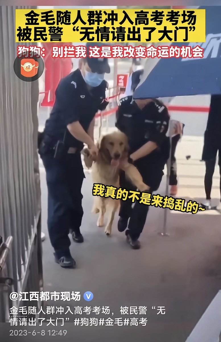 Wolfspenner's tweet photo. This dog named Zheyan is so cute!， https://t.co/copT99pE0F
