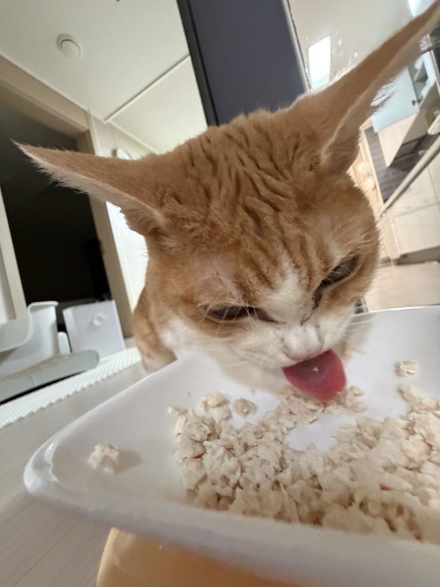 bonapunchy's tweet photo. 밥 좀 치는 고양이 https://t.co/49Nk3KP8vK