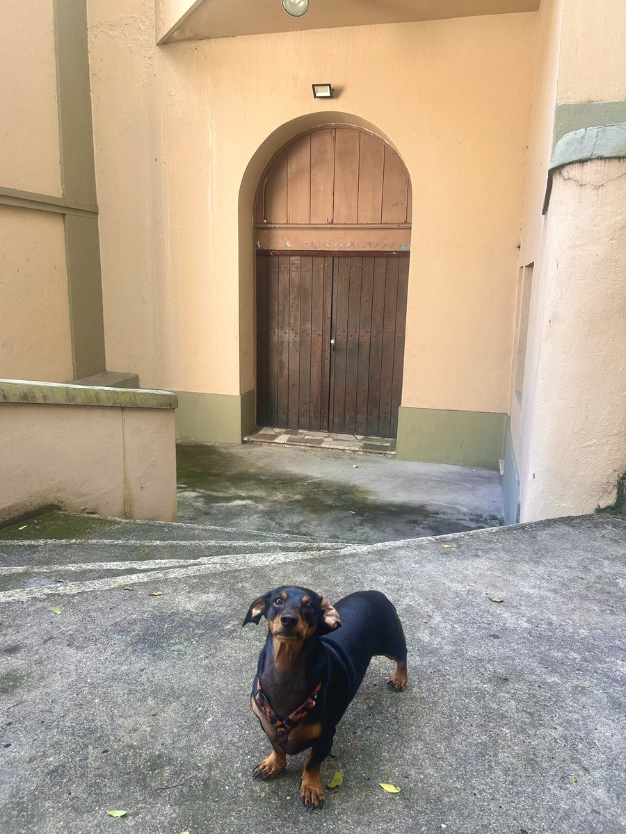 salsichamakonha's tweet photo. fun fact o frederico é católico e se recusa a passear em outro lugar que não seja na igreja todos os dias

frederico é #CATOLICOSCOMLULA https://t.co/6GFX8VIFE6