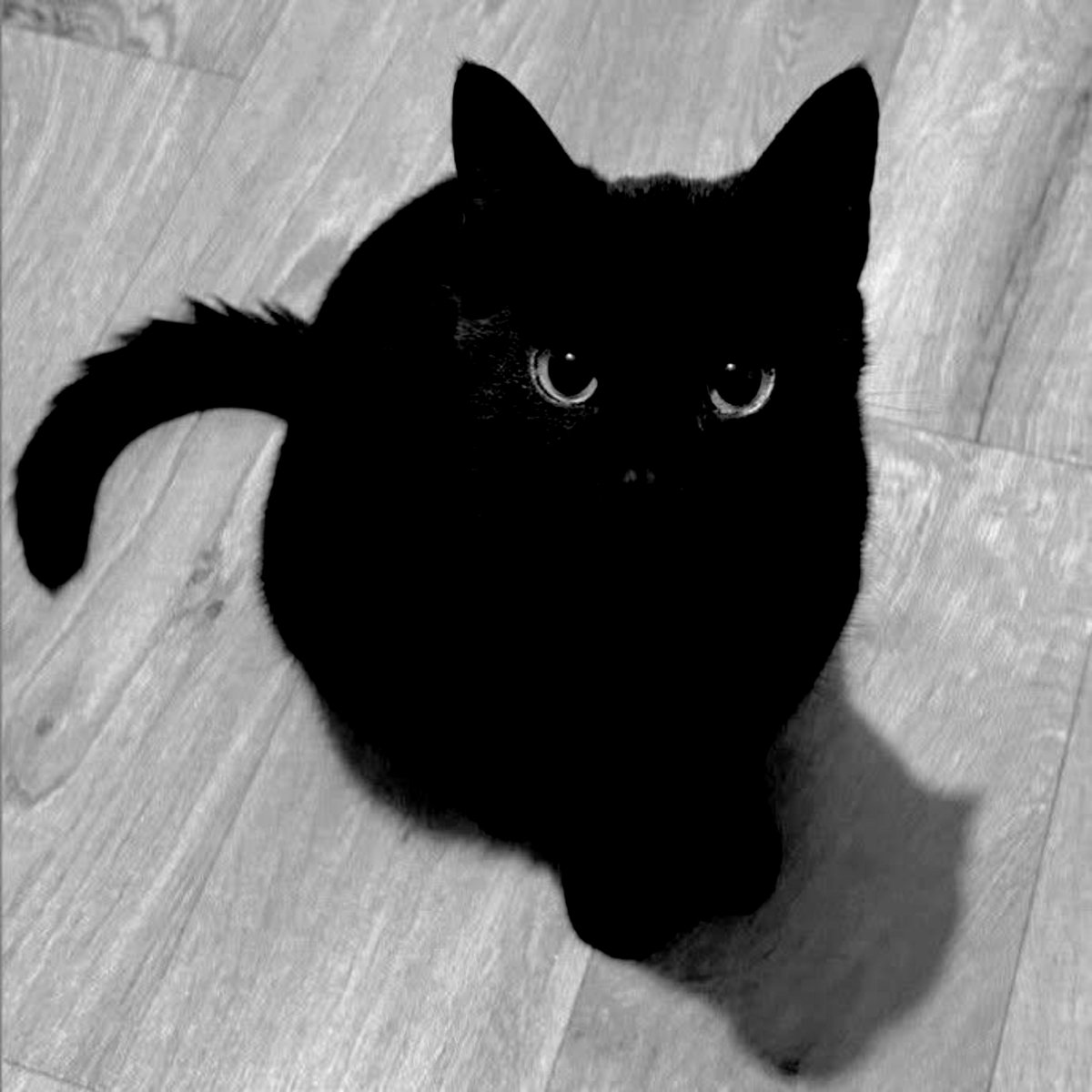 ruitridx's tweet photo. 🐈‍⬛ https://t.co/BTkbSwRjy2