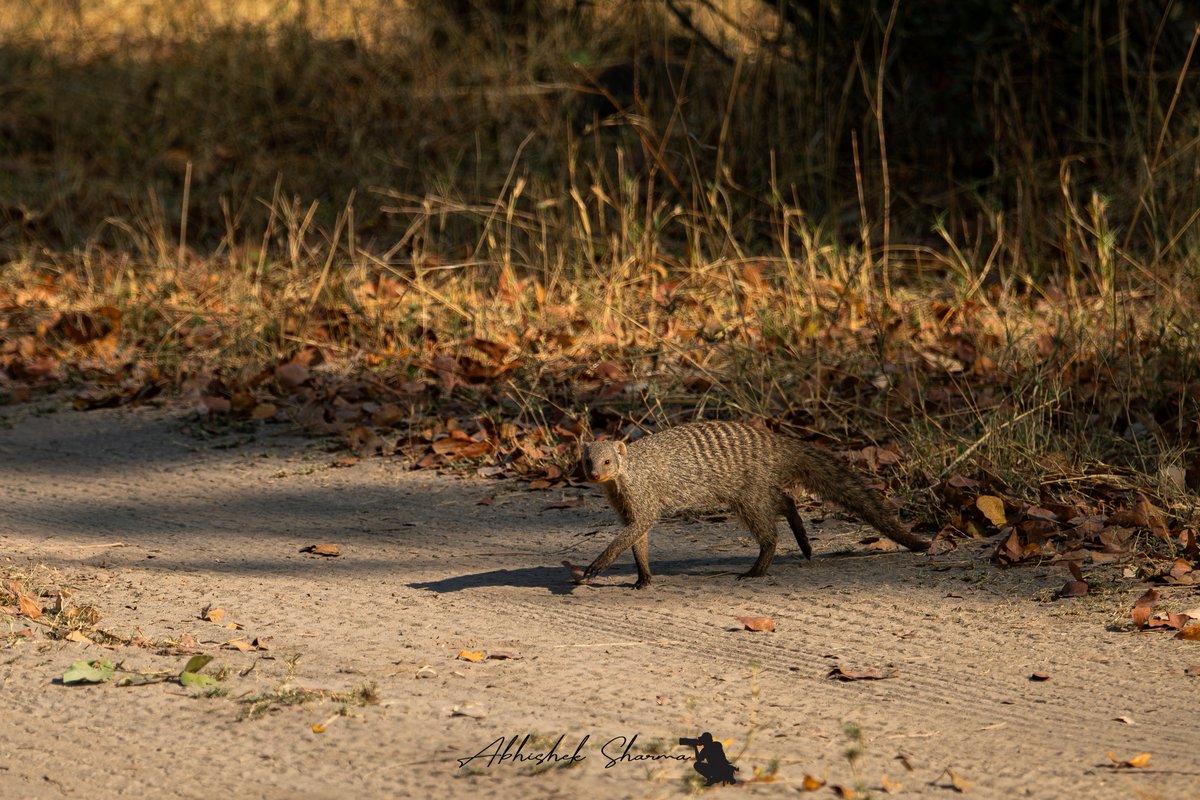 HimalayanMonk_'s tweet photo. A Banded Mongoose from Moremi Game Reserve, Botswana
#wildworldindia #botswana #BandedMongoose #thephotohour https://t.co/QSkGnFufsw