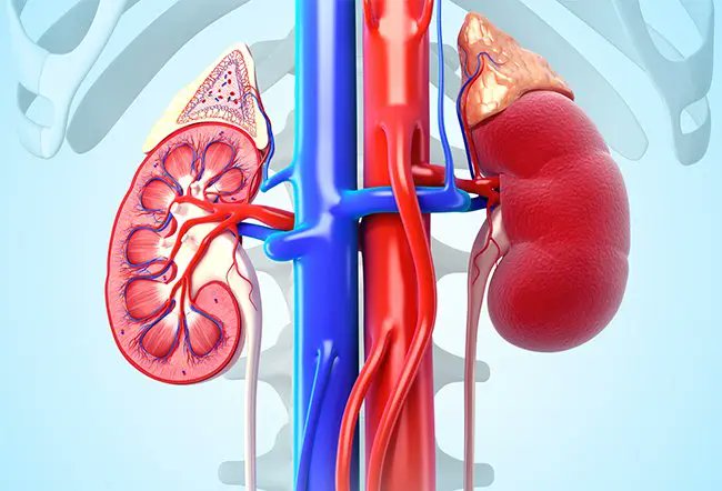 dr_ericberg's tweet photo. The 7 best foods to prevent and reverse kidney damage:

1/ Extra-virgin olive oil… 🧵 https://t.co/CDArXhXTSO