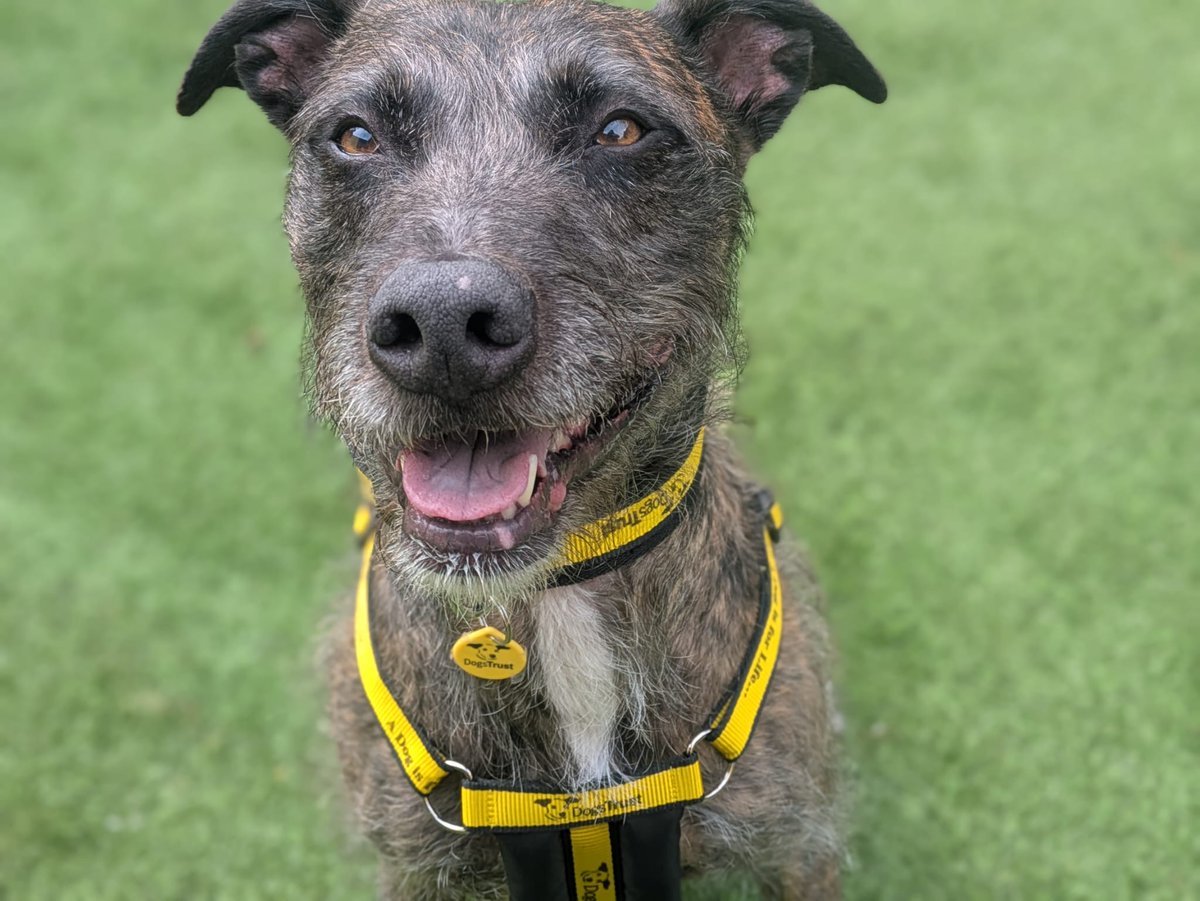 DT_WestCalder's tweet photo. Lovely Lara Longlegs 😍 8 year old Lurcher, looking for her fur-ever home!
Do you love listening to classical music? 🎼🎵
Relaxing by the fireplace? 
Walking through the Autumn leaves? 🎃
Having a splish splash and a swim?💦

Do you have a loving home to offer? 🥺😘

@DogsTrust
#AdoptDontShop
#ADogIsForLife
#DogsTrustWestCalder