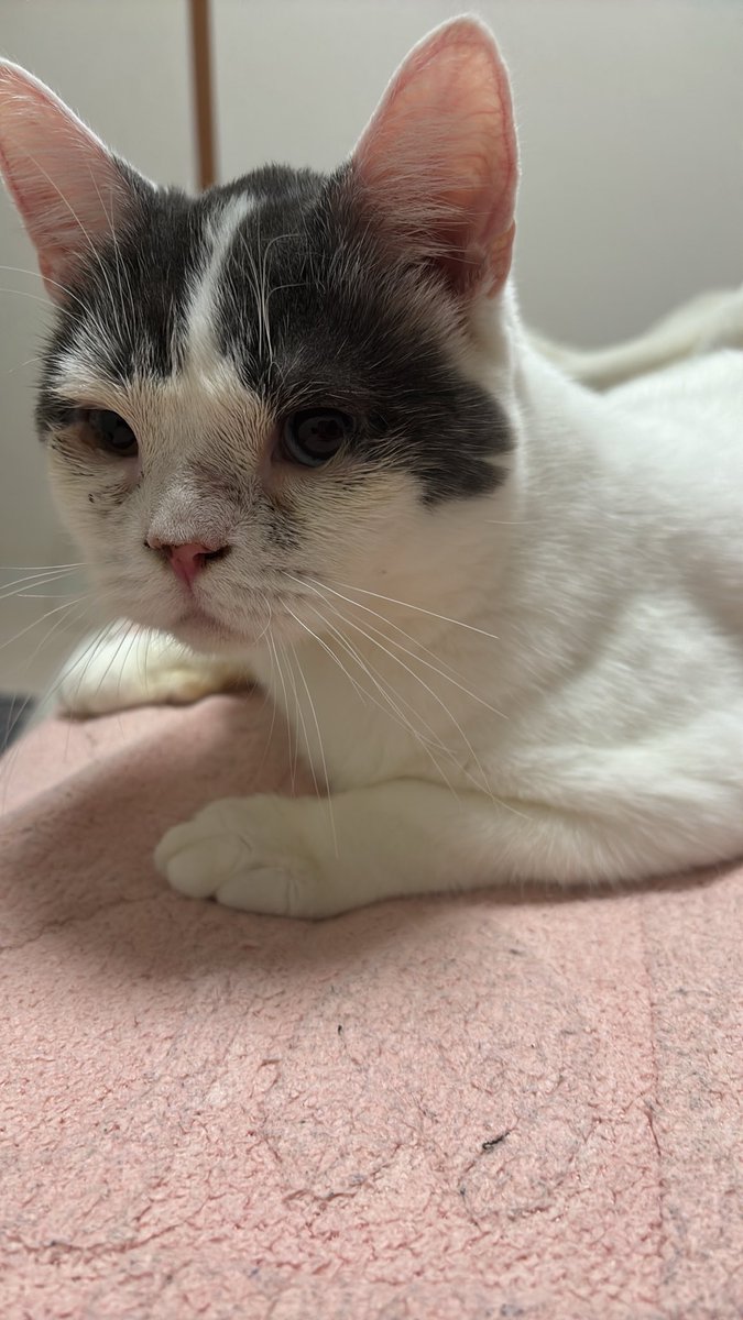ranxwhite's tweet photo. これは猫の毛玉
このひとの
明日こそ病院だよ！！！
#猫のいる暮らし
#猫好きさんと繋がりたい 
#犬好きさんと繋がりたい 
#無言フォロー大歓迎 
#相互希望 
#うちの���みんな保護猫 https://t.co/Cw0LwzyREx