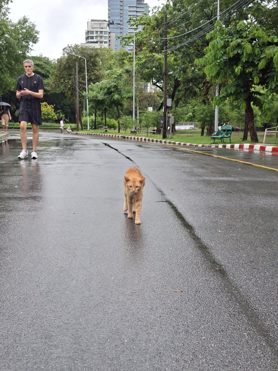 geraldrflynn's tweet photo. Amid all the Bangkok flood updates, it's worth noting that the cats and lizards of Lumpini seem entirely unfazed. https://t.co/V6yzRurGwz