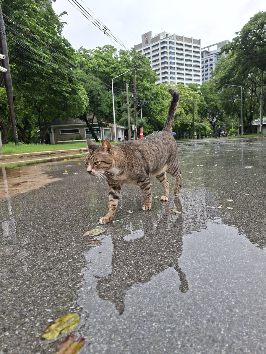 geraldrflynn's tweet photo. Amid all the Bangkok flood updates, it's worth noting that the cats and lizards of Lumpini seem entirely unfazed. https://t.co/V6yzRurGwz