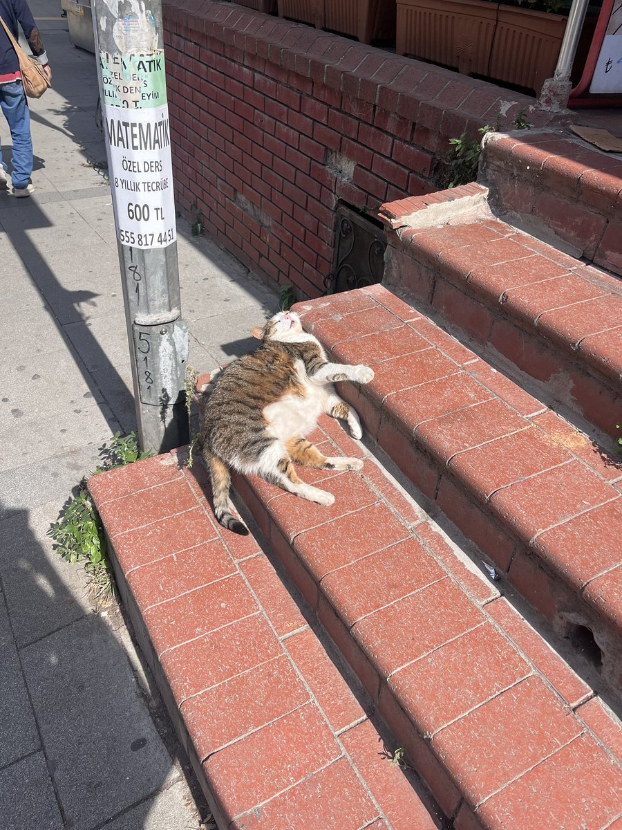 loraveb's tweet photo. Yaz bitmesin isteyen kedi https://t.co/MnvyKDBR1t