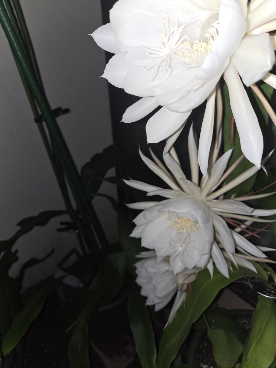 sznk28's tweet photo. 咲いた～(*´∇｀*)
分かりづらいけど四つも☺ https://t.co/JXnuZFofrH