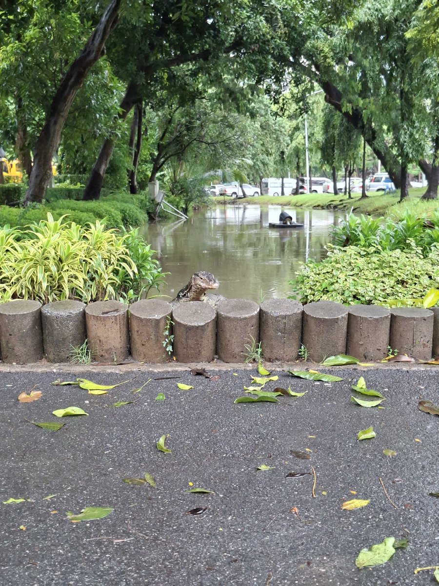 geraldrflynn's tweet photo. Amid all the Bangkok flood updates, it's worth noting that the cats and lizards of Lumpini seem entirely unfazed. https://t.co/V6yzRurGwz