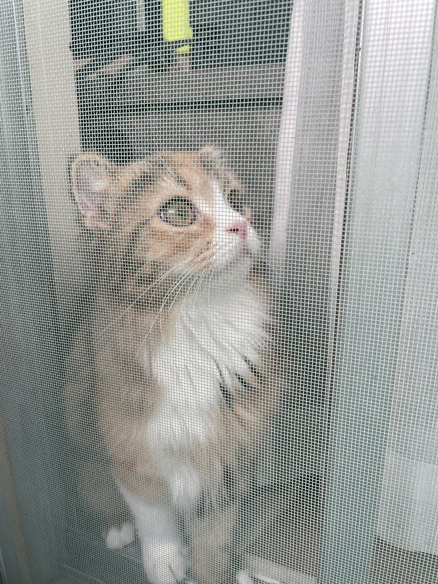 Fam1Max's tweet photo. うちのこが一番🐱 https://t.co/GaLfCeFTEo