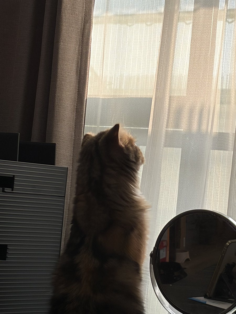 Fam1Max's tweet photo. うちのこが一番🐱 https://t.co/GaLfCeFTEo