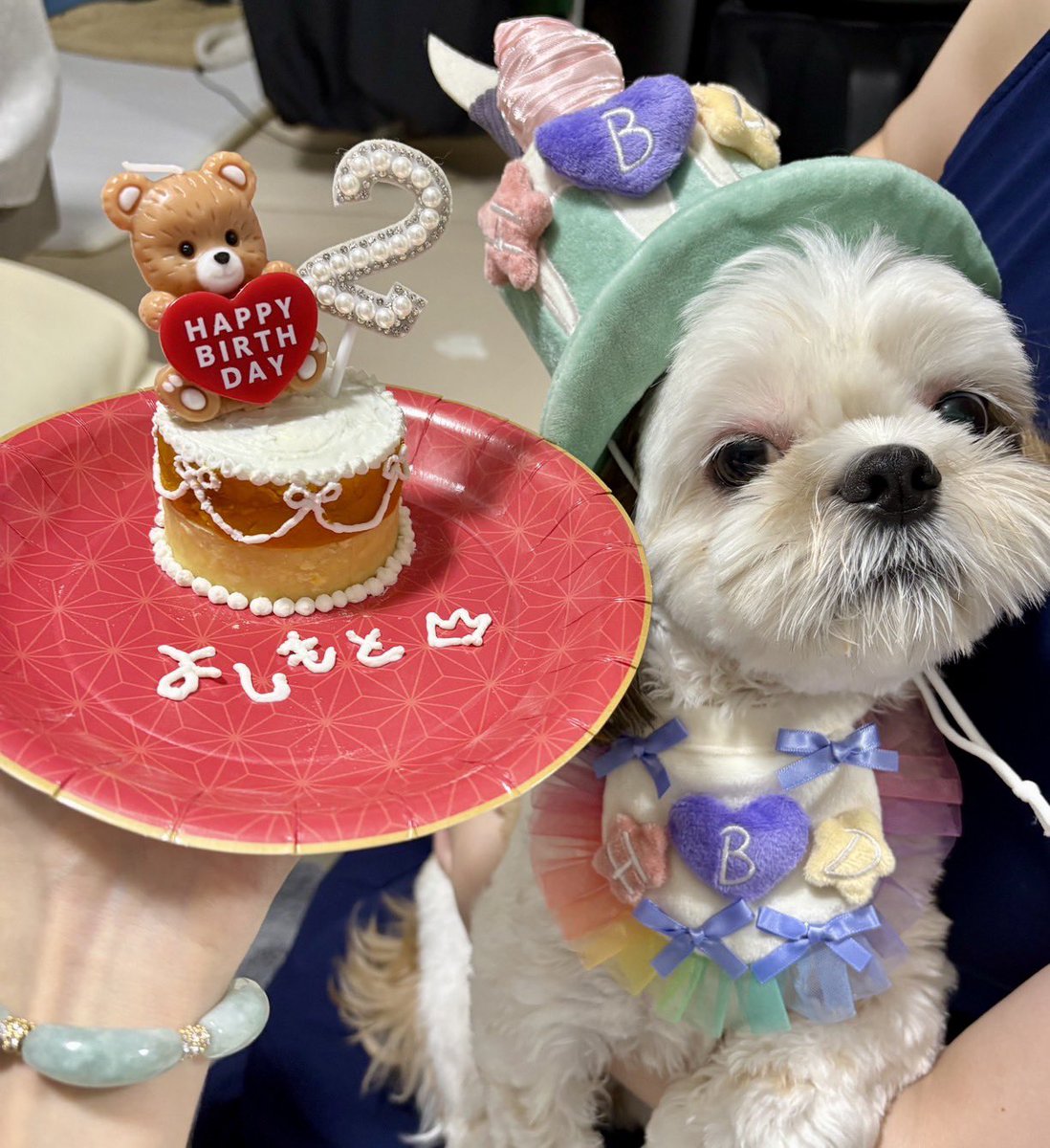Chiman678Ma's tweet photo. 長女んちのシーズー
義元のお誕生日💕
ケーキは姉妹で作ったよ✨ https://t.co/vNzccTAD1L