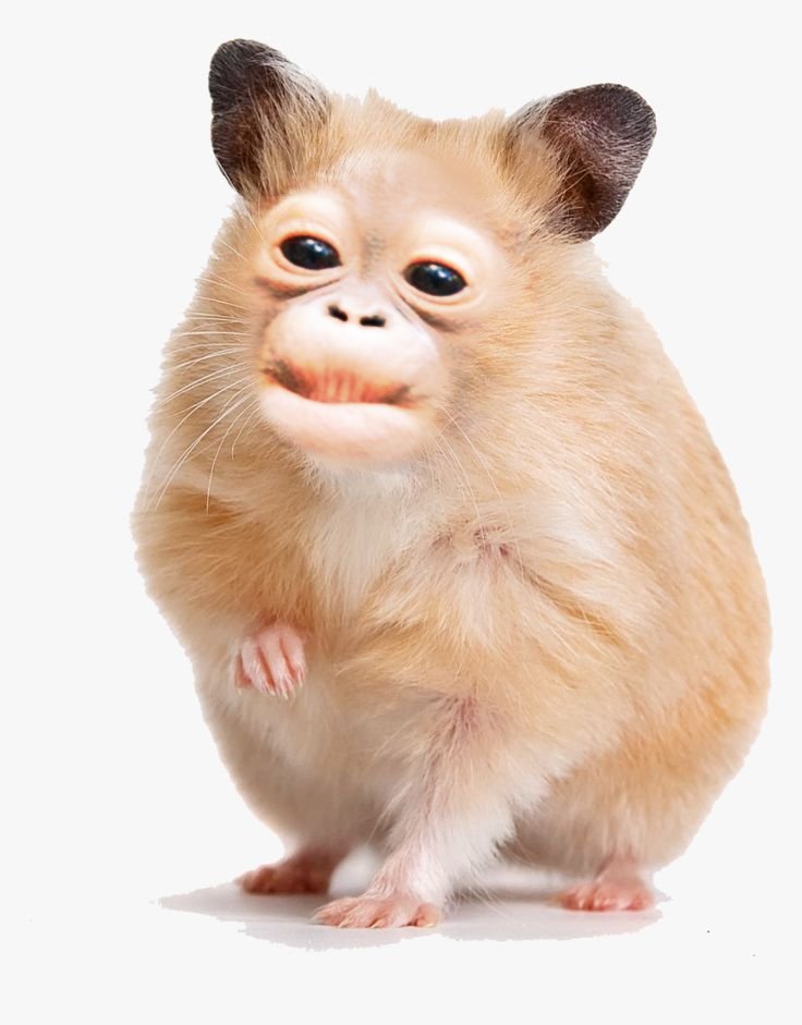 primateluvr's tweet photo. If he asked you for a snack, what would you feed him? https://t.co/iYqXG2LWzP