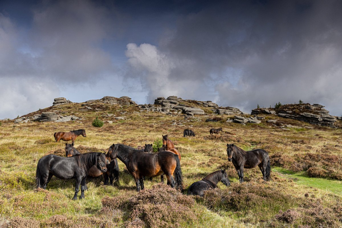 snelgrovephoto's tweet photo. A fabulous morning on Bellever…

Spent a wonderful morning with the Dartmoor Pony Heritage Trust conservation grazing herd, enjoying some autumn sunshine on the southern side of Bellever Tor.

For once, nobody seemed in much of a hurry to do anything most of the herd were simply chilling amongst the heather, grazing occasionally and enjoying the warmth whenever the sun broke through.

Fabulous light, wonderful clouds and, of course, gorgeous Dartmoor ponies. 🙂

These ponies have been conservation grazing here for many years, helping to create and maintain the varied vegetation and habitat that makes Bellever such an interesting landscape.

It's something I've been photographing and observing for a long time, but mornings like this are also a reminder that sometimes it's enough just to sit quietly amongst them and enjoy being there.

#snelgrove #dartmoornationalpark #horsephotography #landscapephotography #dartmoorpony