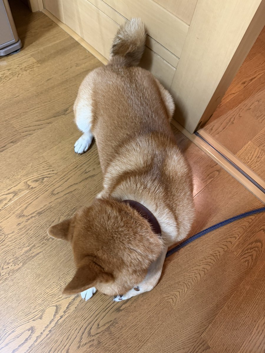 mekagiou's tweet photo. 夜ちっこ行こうねー、と外出。ちょっと行ったとこで足裏舐めて動かない。どうしたどうした、って触ったらなんかぬめぬめしてる。永遠に取れぬ。
帰宅って両親に🐕を託し、行った先を確認。
ナメクジ！！！！地面と同化しとる！！これを踏んだかー！！！
小麦粉つけて、洗って、どうにか落ち着いた…… https://t.co/6lEFkebYs7