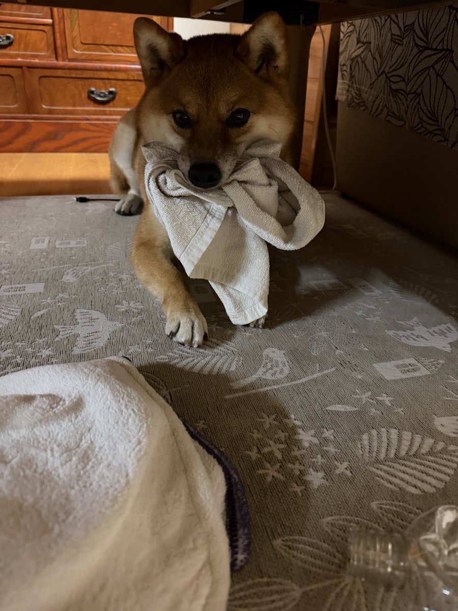 mekagiou's tweet photo. ぬめぬめ取れても舐めてるので、気を紛らわすためにガムをあげる。遊ぶ遊ぶ。
タオル噛むくらいまで復活。良かったー😭 https://t.co/m3q2d0is7e