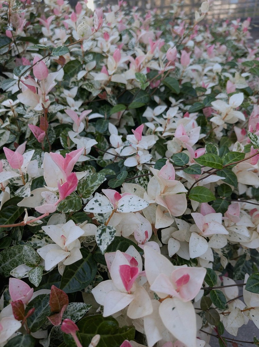 keiko_keis's tweet photo. NMRIH2の1.1アプデ良いと思うけど
やり込みすぎた人からしたらあんま変わらんかな
アタッチメントは使う意味わからんし🫠
ポッツの逆ルートは遭遇しないし、前バーよりバグ減ったくらいかな https://t.co/d0qrTKG9XW