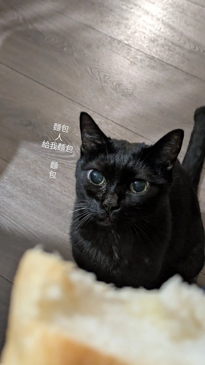 OAO3OVOb's tweet photo. 那天早上
慶幸你還能四處摸摸晃晃走走
慶幸你還能看著我的烤土司早餐
很有活力，露出一臉想ㄘ的表情

​照平常那樣餵完最後一劑嗎啡
撕幾片最香的吐司胚

就跟每天日常那樣
跟你一起吃早餐，一起發呆看看天空

看著你怕被大貓阻止
火速把盤子上的吐司秒殺
賊兮兮的舔舔手
照平常那樣去喝水 https://t.co/0v4yjyZnyC