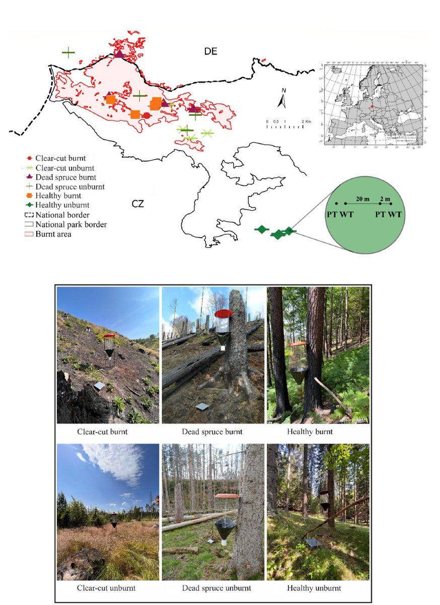 RModlinger's tweet photo. NEW ARTICLE 🔊Post-fire succession of saproxylic and non-saproxylic beetles: wildfire as an almost disappeared historical disturbance in Central Europe. #Forest @fireecology #Beetles #FireEcology
https://t.co/PF2YFk5wK3 https://t.co/IHRgmJN4oM