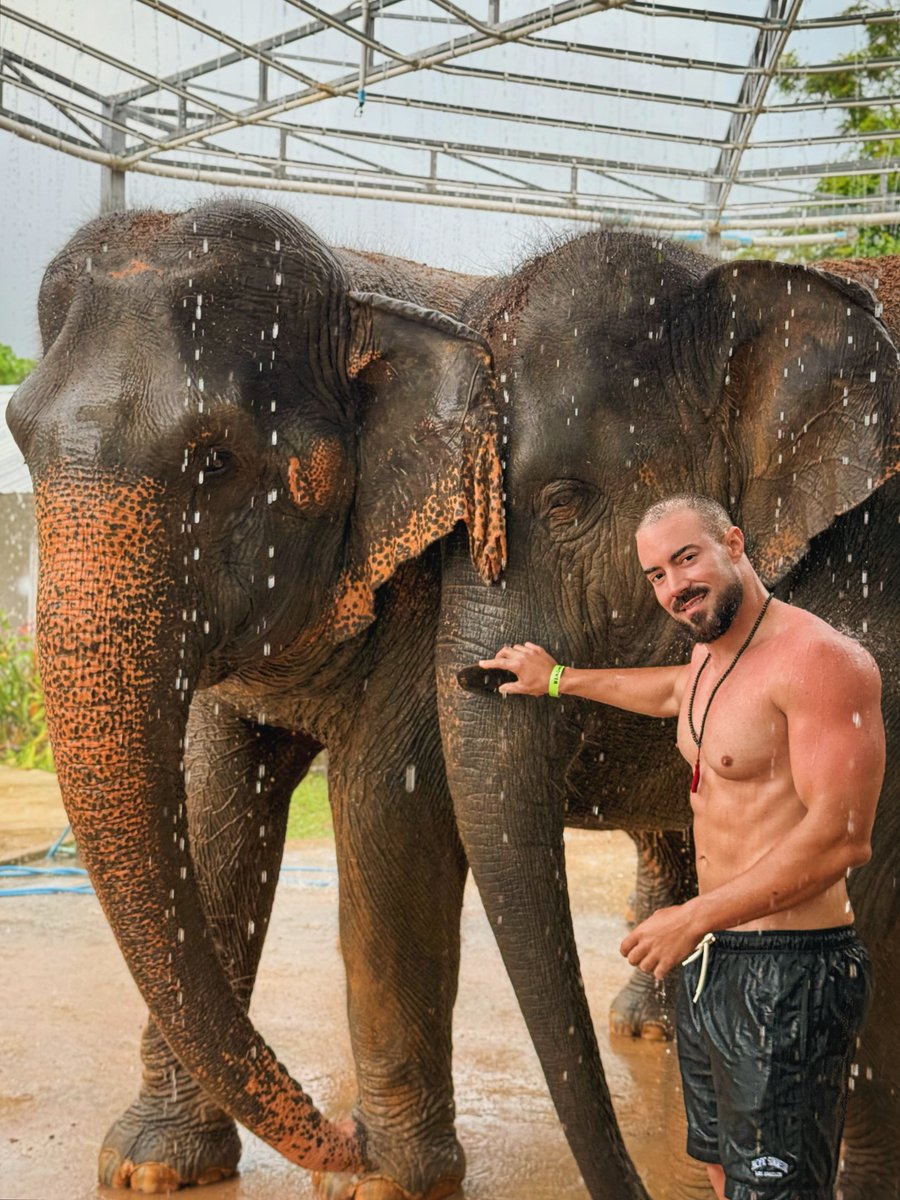 JeanmarieSebo's tweet photo. Gentle giants: symbols of wisdom and strength. What an amazing experience! https://t.co/WHv5GI2245