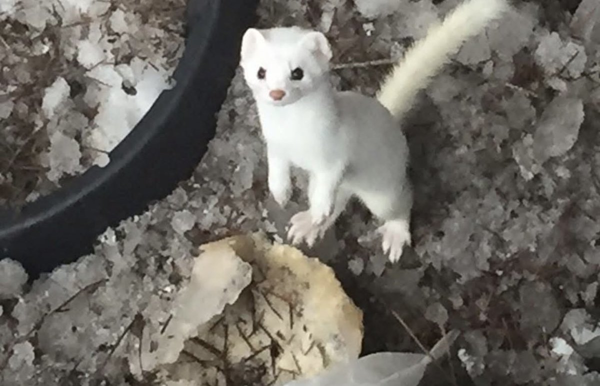outdoorsoffgrid's tweet photo. @AliciaAmarilyn I get them every winter . Cute but vicious.  I see zero mice or pack rats when they are around https://t.co/7oInVXlenu