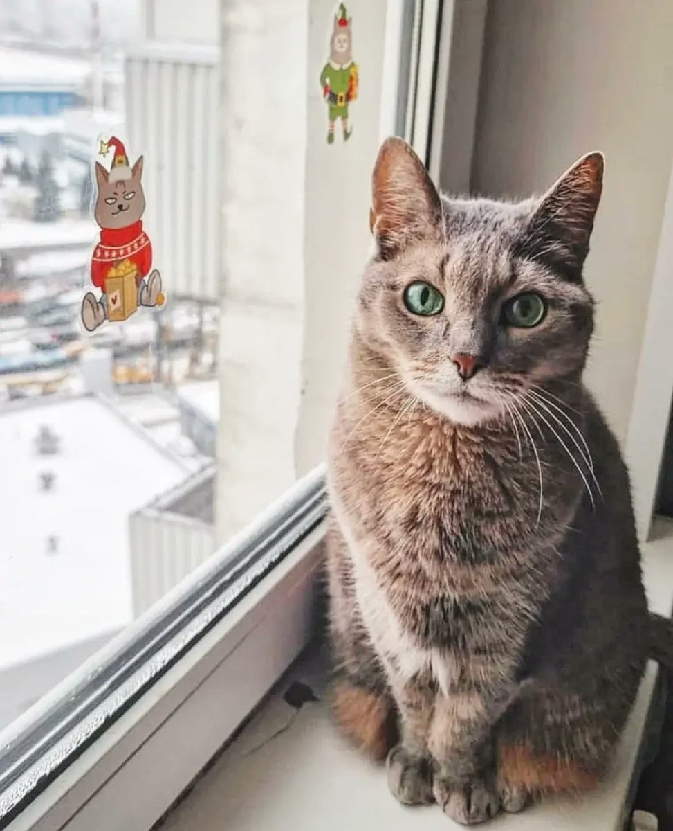 CourtneyFi1a80's tweet photo. Purr-fect window stickers from @laksheri_kotaksheri. https://t.co/MJWRPK2r0T