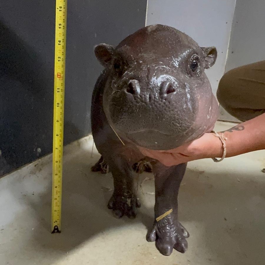 TheTorontoZoo's tweet photo. For scale: #Maple continues growing under the watchful eye of Kindia, and is 14.25 inches tall and weighs approximately 22.7kg 🍁🦛

Did you know? The @TourCNTower in Toronto, Canada is a 553.33-meter (1,815-foot) engineering marvel that served as the world's tallest free-standing structure for over 30 years! Its famous Glass Floor is strong enough to support the weight of approximately 964 Maples ⚖️

With the CN Tower also standing 1,815 feet, 5 inches high and #TZTinyTank being 14.25 inches tall, you’d need to stack approximately 1,529 Maples, hoof to hippo, to reach the very tip of the CN Tower 🦛 

Enter the Giveaway: https://t.co/ACqiTSN80X