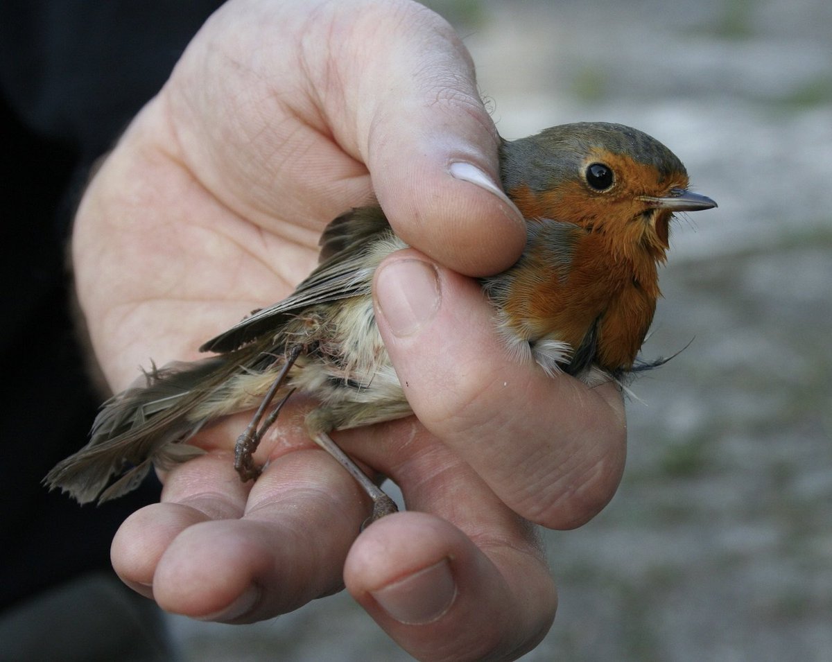 CABS_REPORTS's tweet photo. 🚨 RED RESCUERS IN ACTION! 🇮🇹

Thanks to donor support, anti-poaching teams are now also deployed in northern Italy west of #LakeGarda, disrupting illegal robin trappers ahead of peak autumn migration.

Direct impact in the field - thank you to everyone making this possible! 🙌✨ https://t.co/qFD8gNsKe8