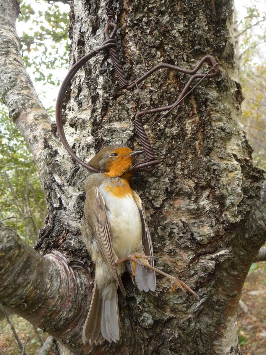 CABS_REPORTS's tweet photo. 🚨 RED RESCUERS IN ACTION! 🇮🇹

Thanks to donor support, anti-poaching teams are now also deployed in northern Italy west of #LakeGarda, disrupting illegal robin trappers ahead of peak autumn migration.

Direct impact in the field - thank you to everyone making this possible! 🙌✨ https://t.co/qFD8gNsKe8