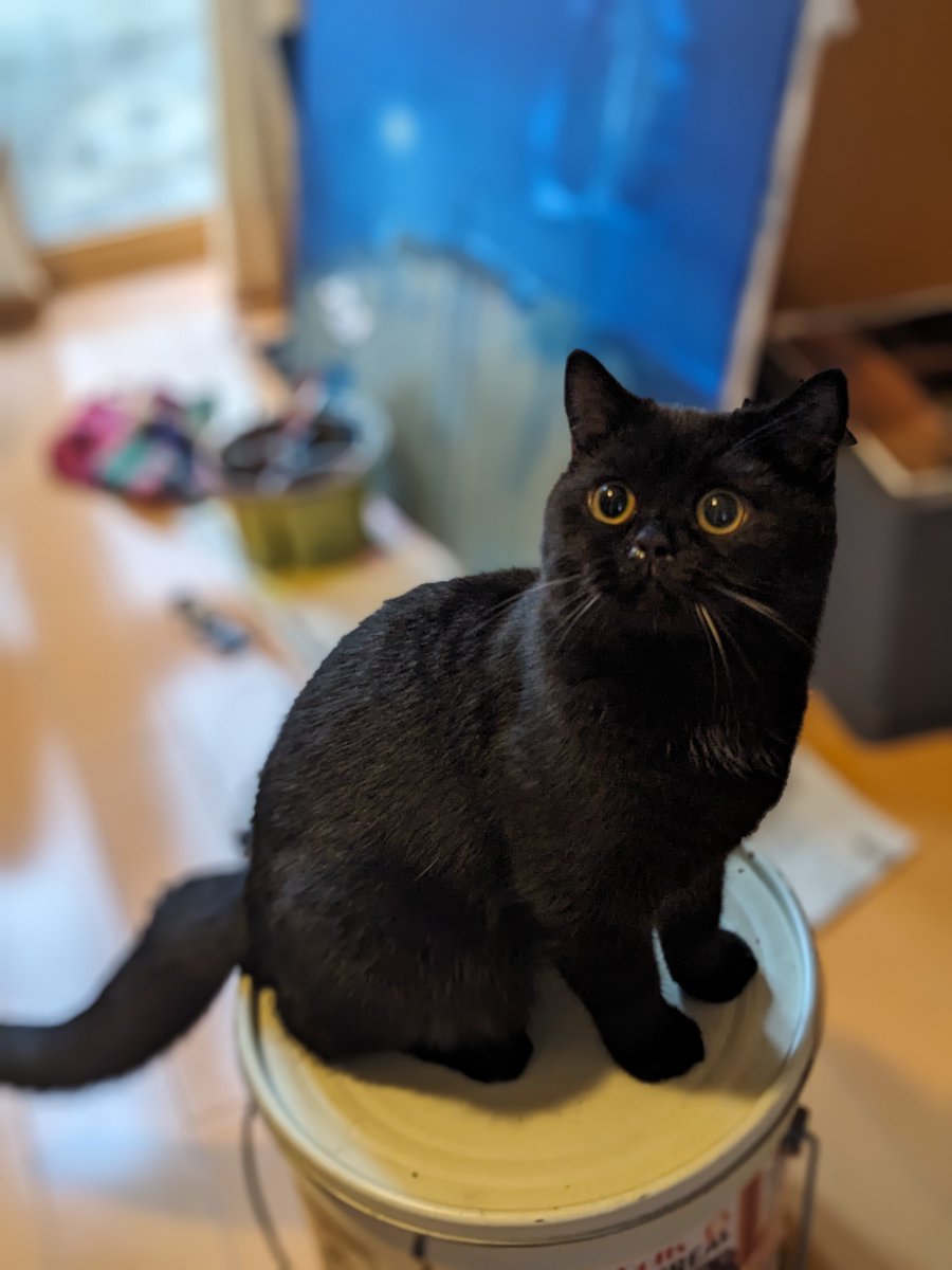 coco_bks09's tweet photo. #猫のいる幸せ
#猫のいる暮らし
#猫好きさんと繋がりたい
#黒猫 https://t.co/z1Czvvaf4G