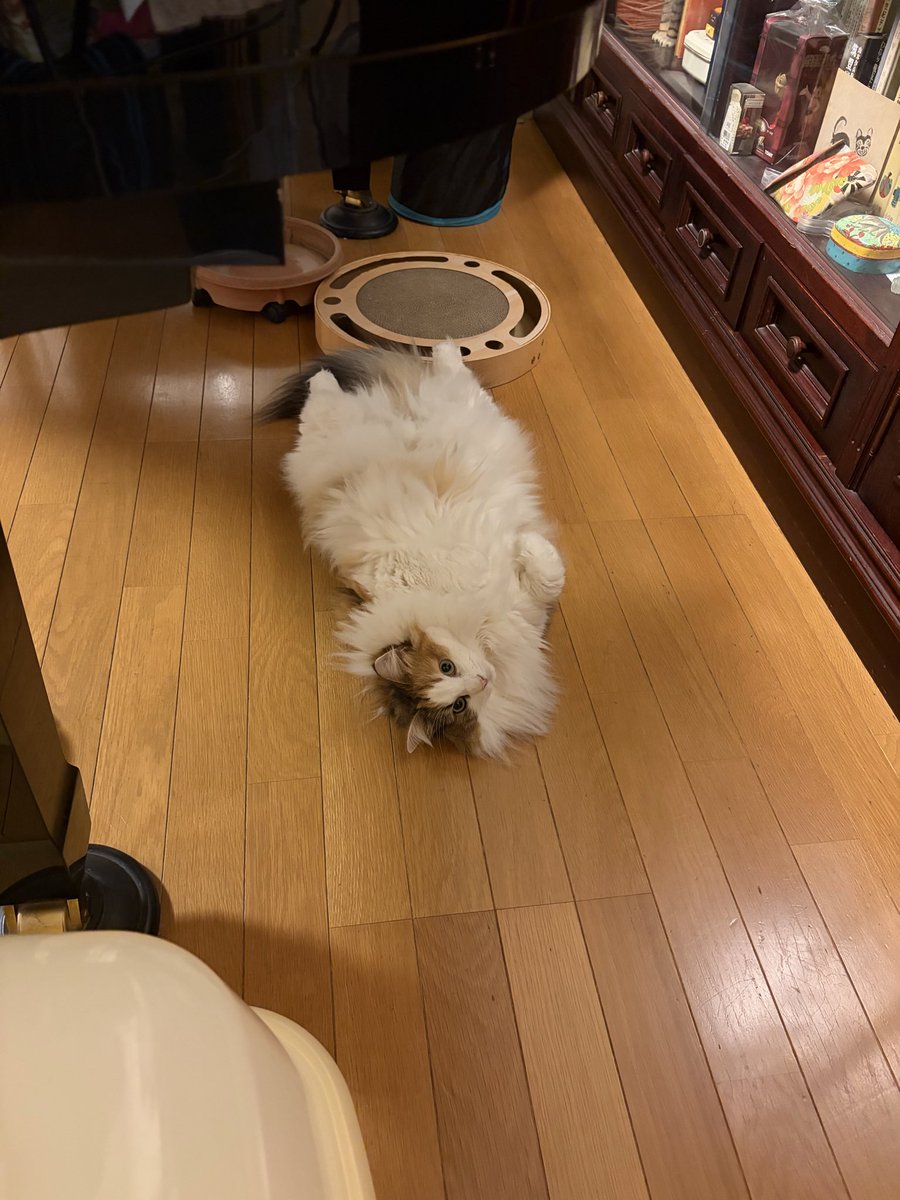 shi_nyan_0822's tweet photo. こちら我が家では「出来上がっている」と呼称しております

今日も元気に出来上がっておられる https://t.co/oARMgLhaQa