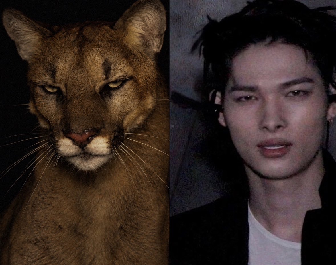 manuchaconne's tweet photo. sexy puma X cute puma https://t.co/hj7daPFf8s
