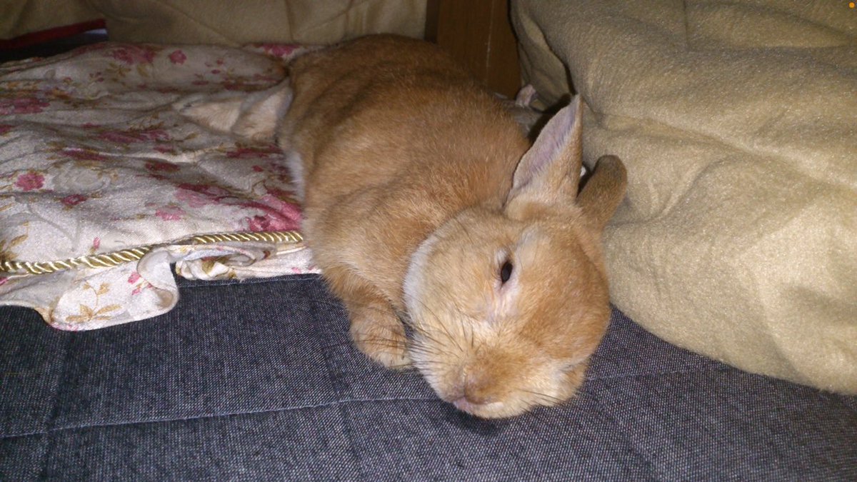 flemyrabbit's tweet photo. #国際うさぎの日 https://t.co/aIQOxewCsu